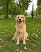 Reference example: Pet. The sample image used to create this 3D example.